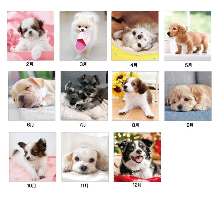 THE DOGs