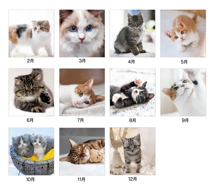 THE CATs