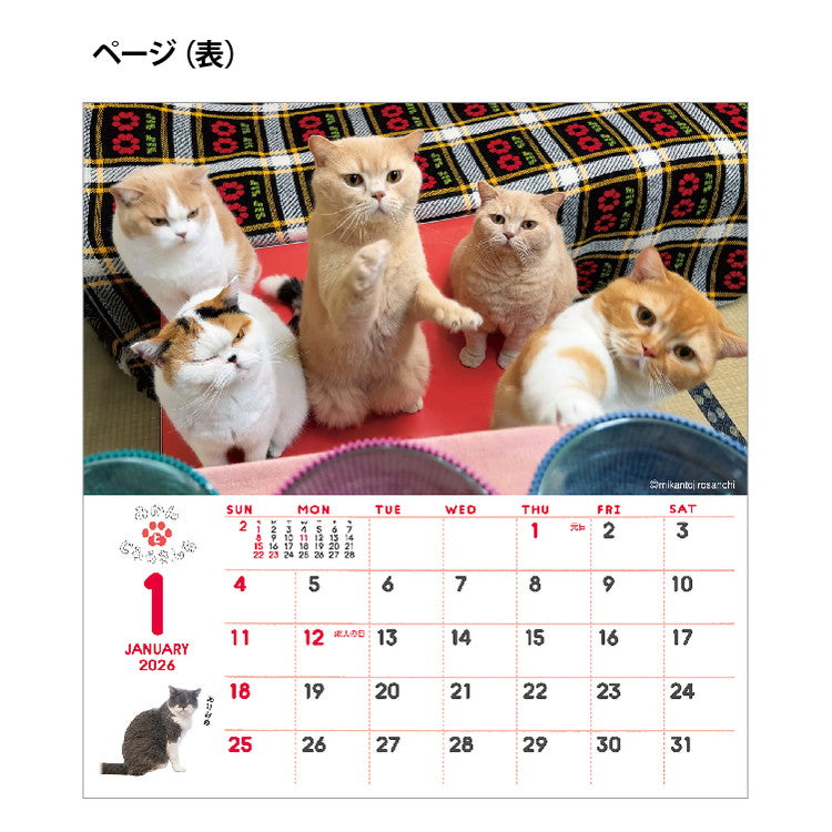 ねこと生活 みかんとじろうさんち
