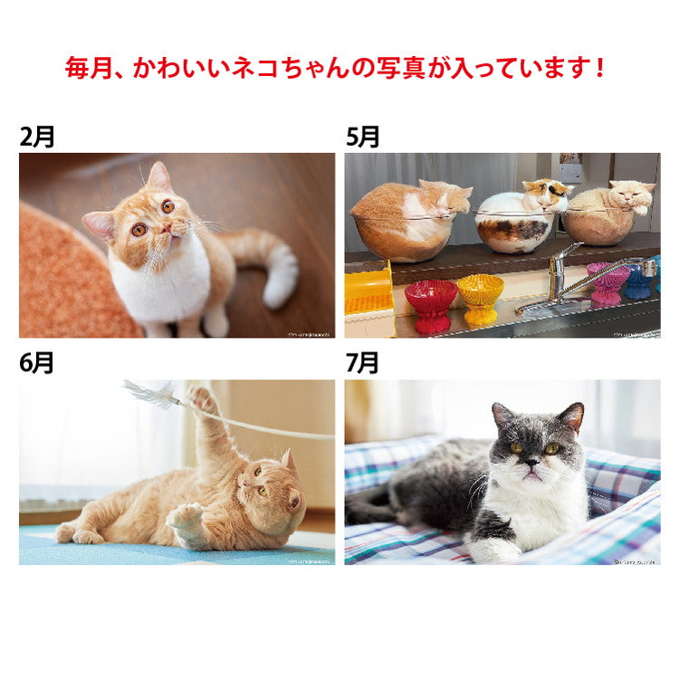 ねこと生活 みかんとじろうさんち